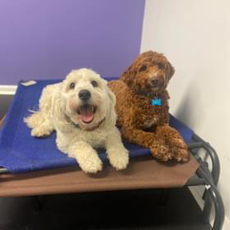 Two dogs are laying on a blue blanket on a bed.