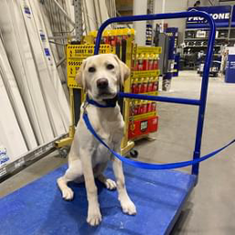 A dog is sitting on a blue cart in a store.