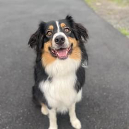 A black and white dog is standing on a sidewalk and smiling at the camera.