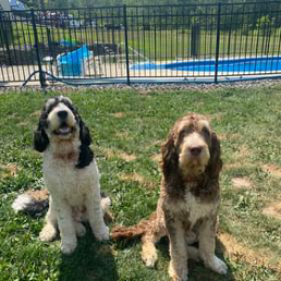 Two dogs are sitting in the grass in front of a pool.