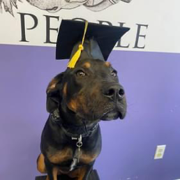 A dog wearing a graduation cap and tassel