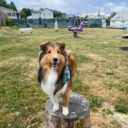 A dog is standing on top of a stump in a park.