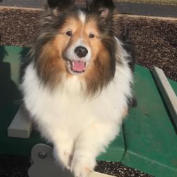A brown and white collie dog is sitting on a green bench.