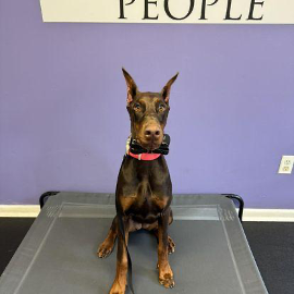 A dog is sitting in front of a sign that says people