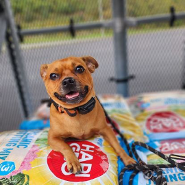 A dog is laying on a bag that says happy