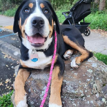 A brown and white dog with a pink leash is laying on a rock