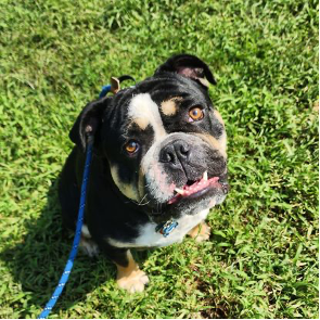 A black and white bulldog is sitting in the grass on a leash.