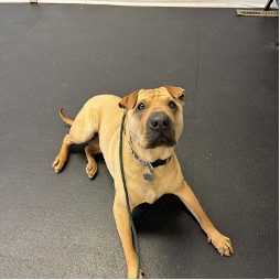 A dog on a leash is laying on the floor