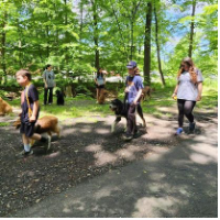 A group of people are walking their dogs in the woods.