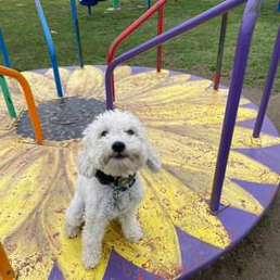 A small white dog is sitting on a merry go round in a park.