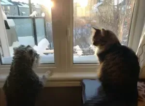 Two animals, a cat and a dog, look out a window at a snowy scene. Sunlight streams in.