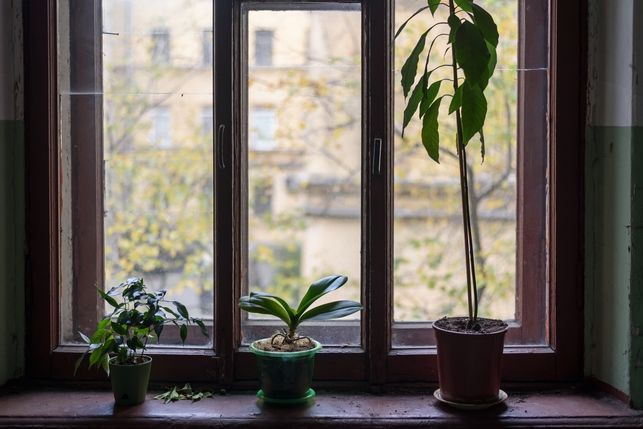Window with three potted plants on a sill, overlooking an apartment building.