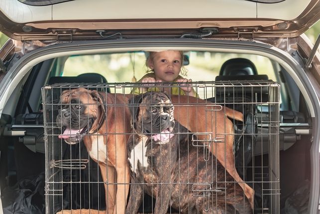 Two dogs in a crate inside a car, with a child looking through, outdoors.
