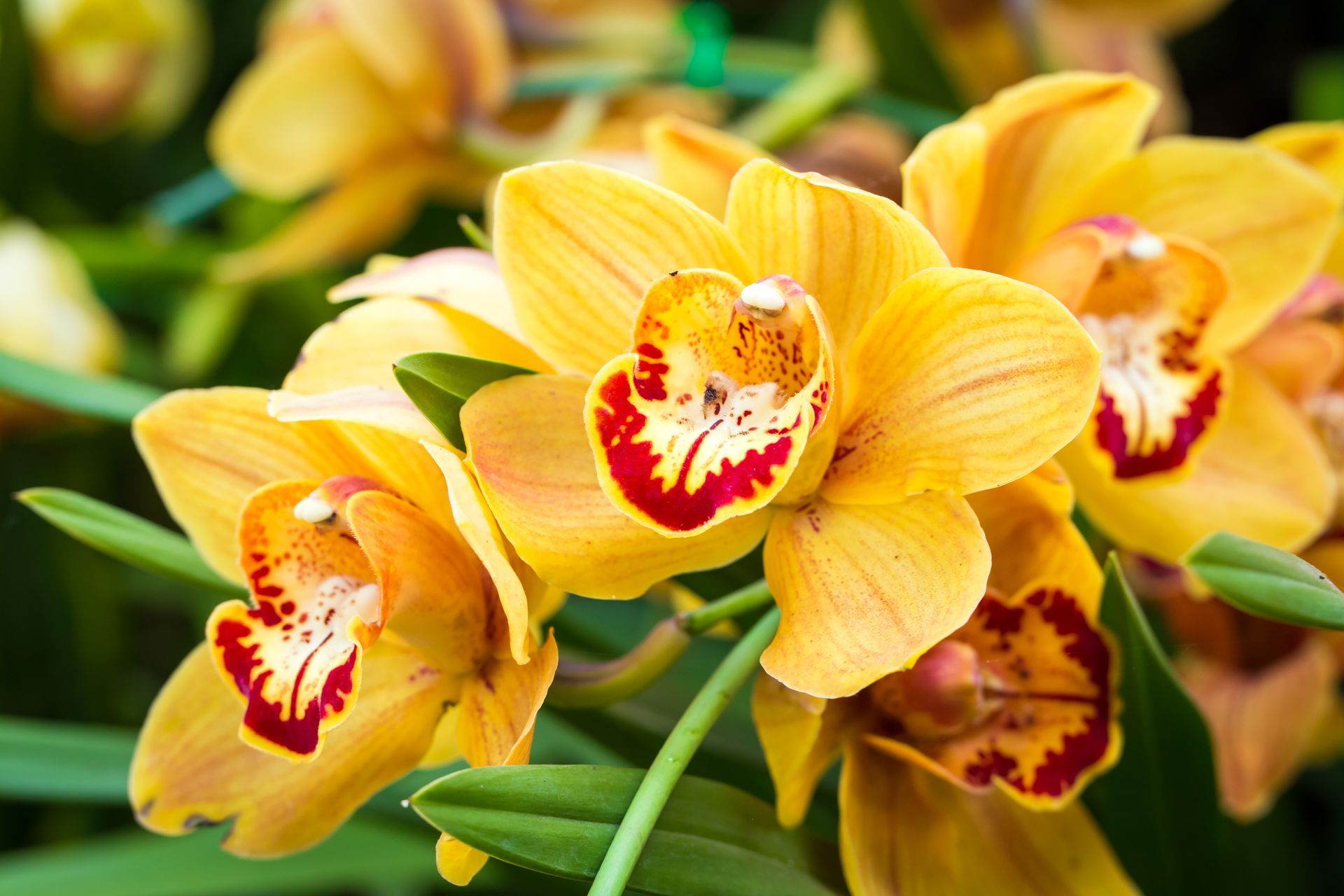Close-up of vibrant yellow orchids with red and orange accents, set against green foliage.