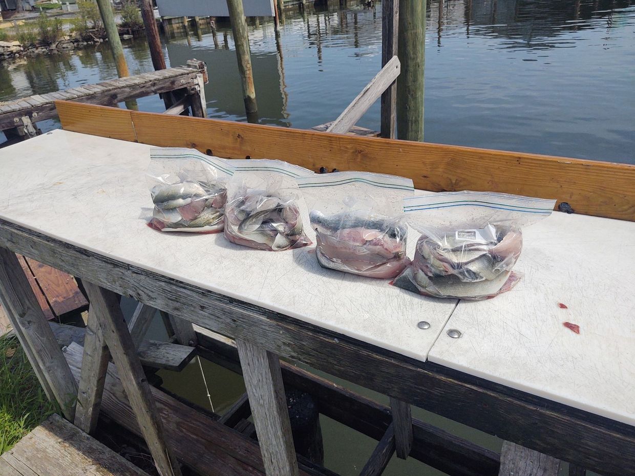 A table with bags of fish on it next to a body of water.