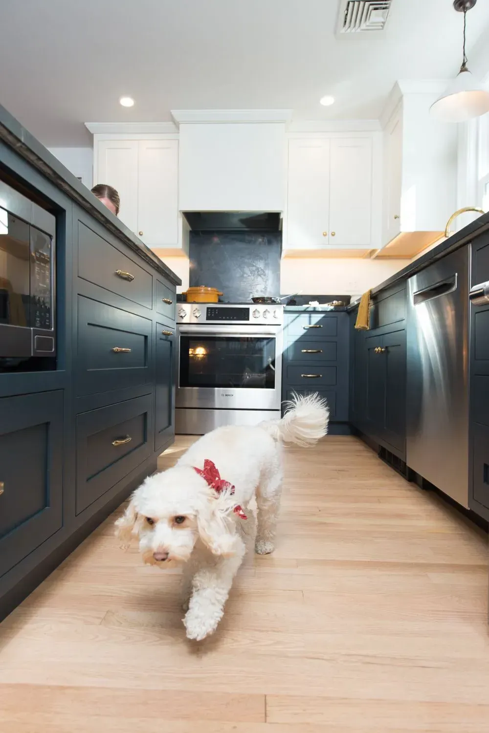 White dog with a red collar walks between dark blue kitchen cabinets.