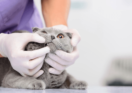 gato en veterinaria