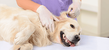 perro en veterinaria