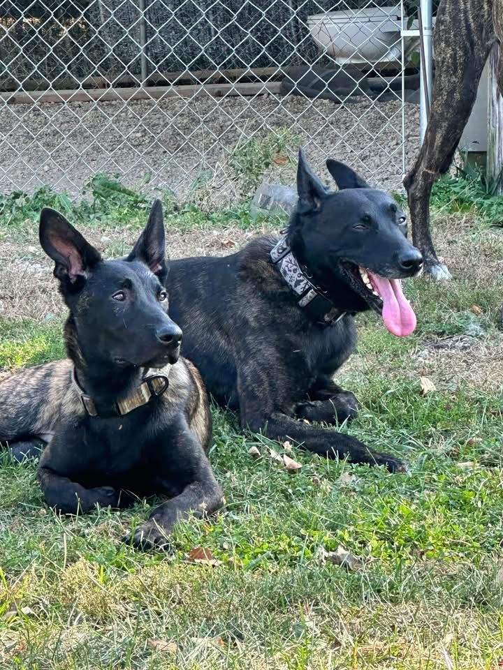 Two black brindle dogs rest on grass; one panting with tongue out.
