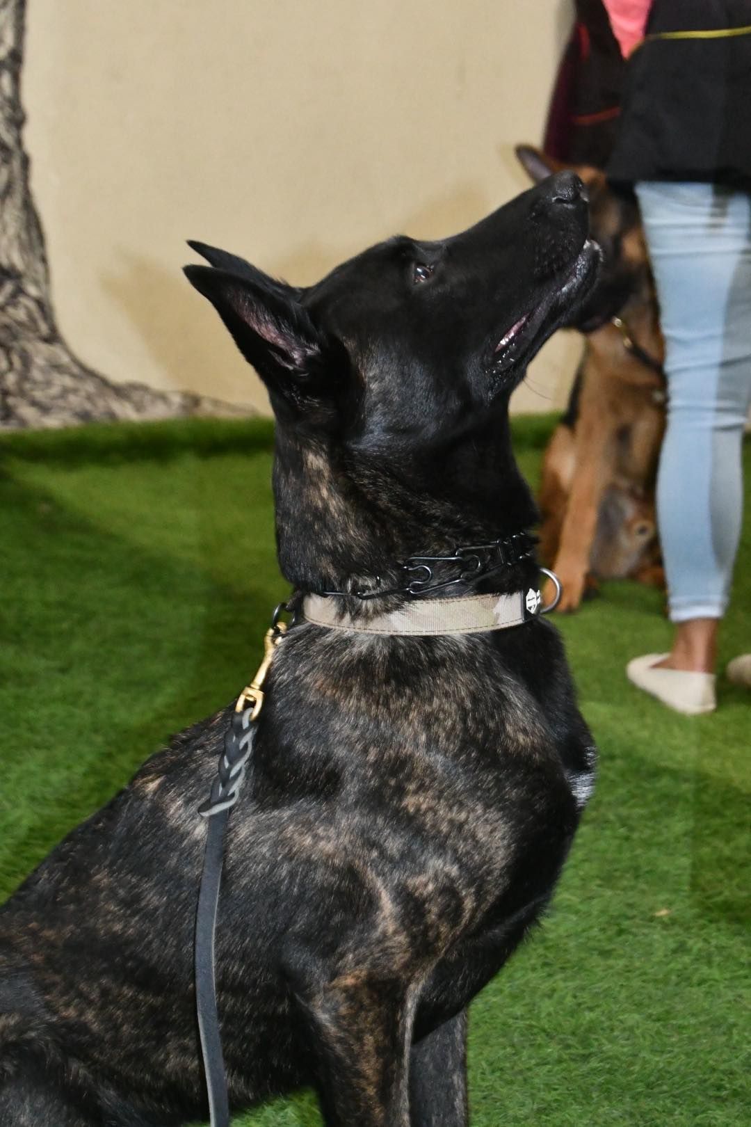 Black brindle dog looking up, wearing a collar and leash, on artificial grass, with a person standing nearby.