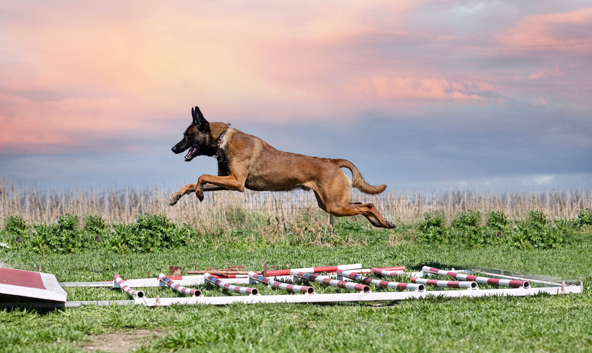 A brown dog jumps over an agility course with a grassy field and sunset in the background.