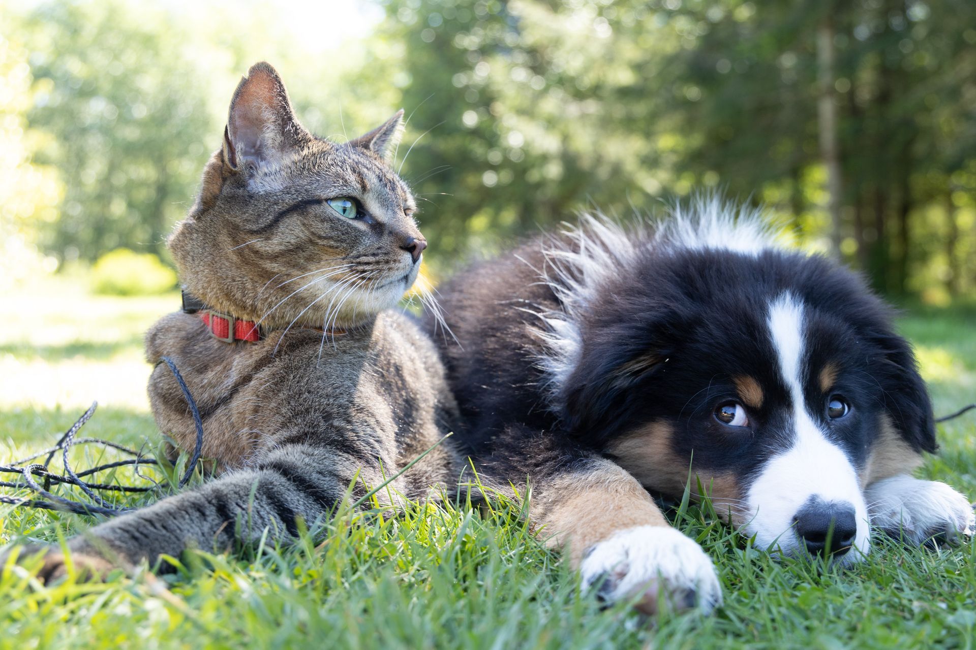 Chat et chiot cote à cote dans l'herbe