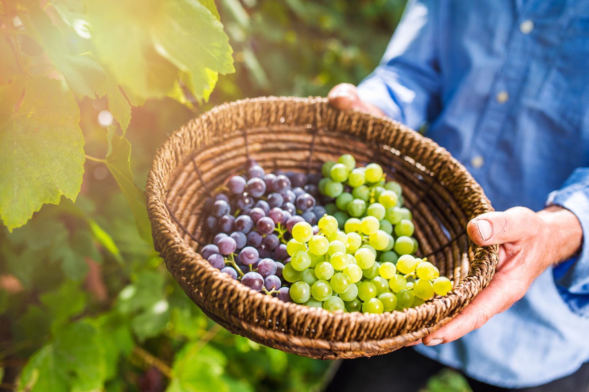 Unrecognizable senior man holding a basket with grapes