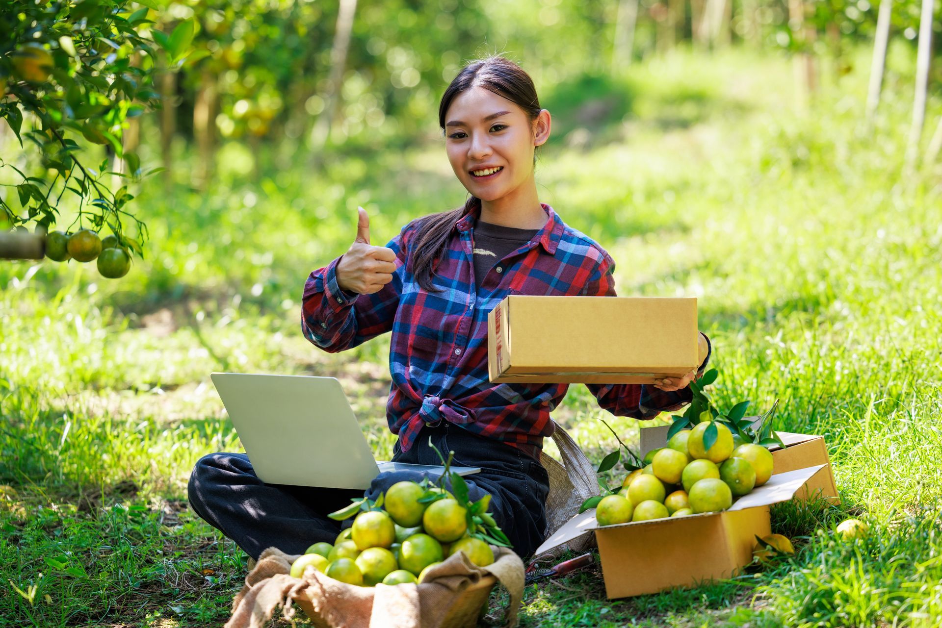 asian owner women pack tangerines into cardboard boxes in her ochard to send to customers by postal transporttation
