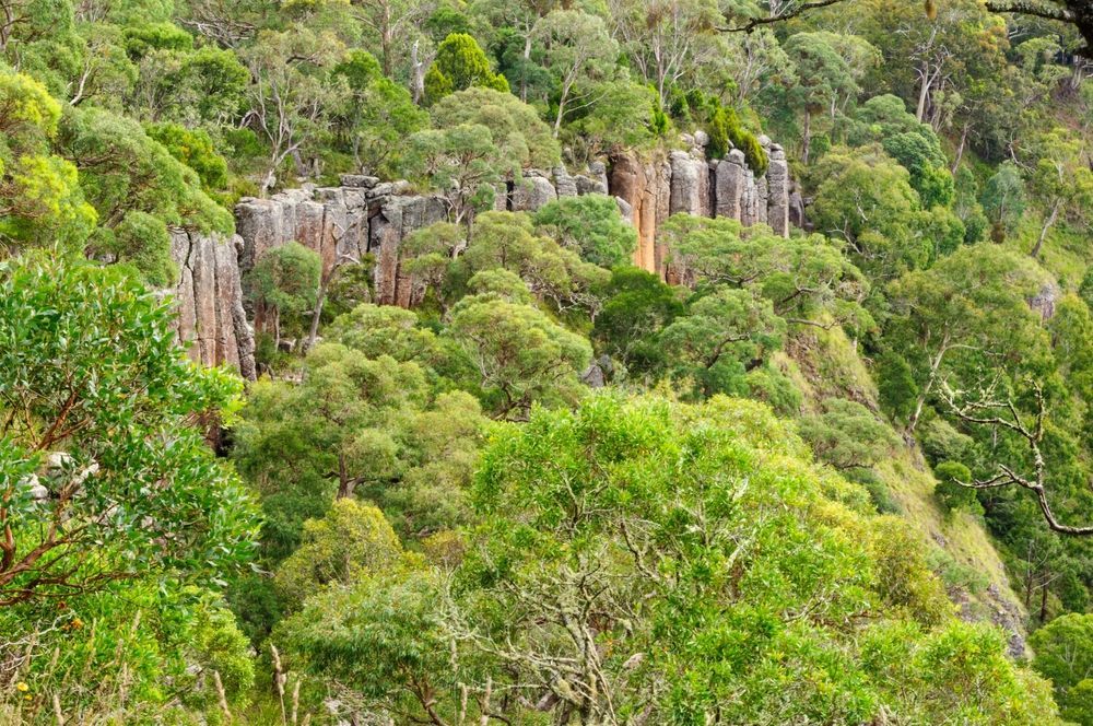 A Lush Green Forest with Trees and Rocks on The Side of A Mountain — New England Shade Sails in Armidale, NSW