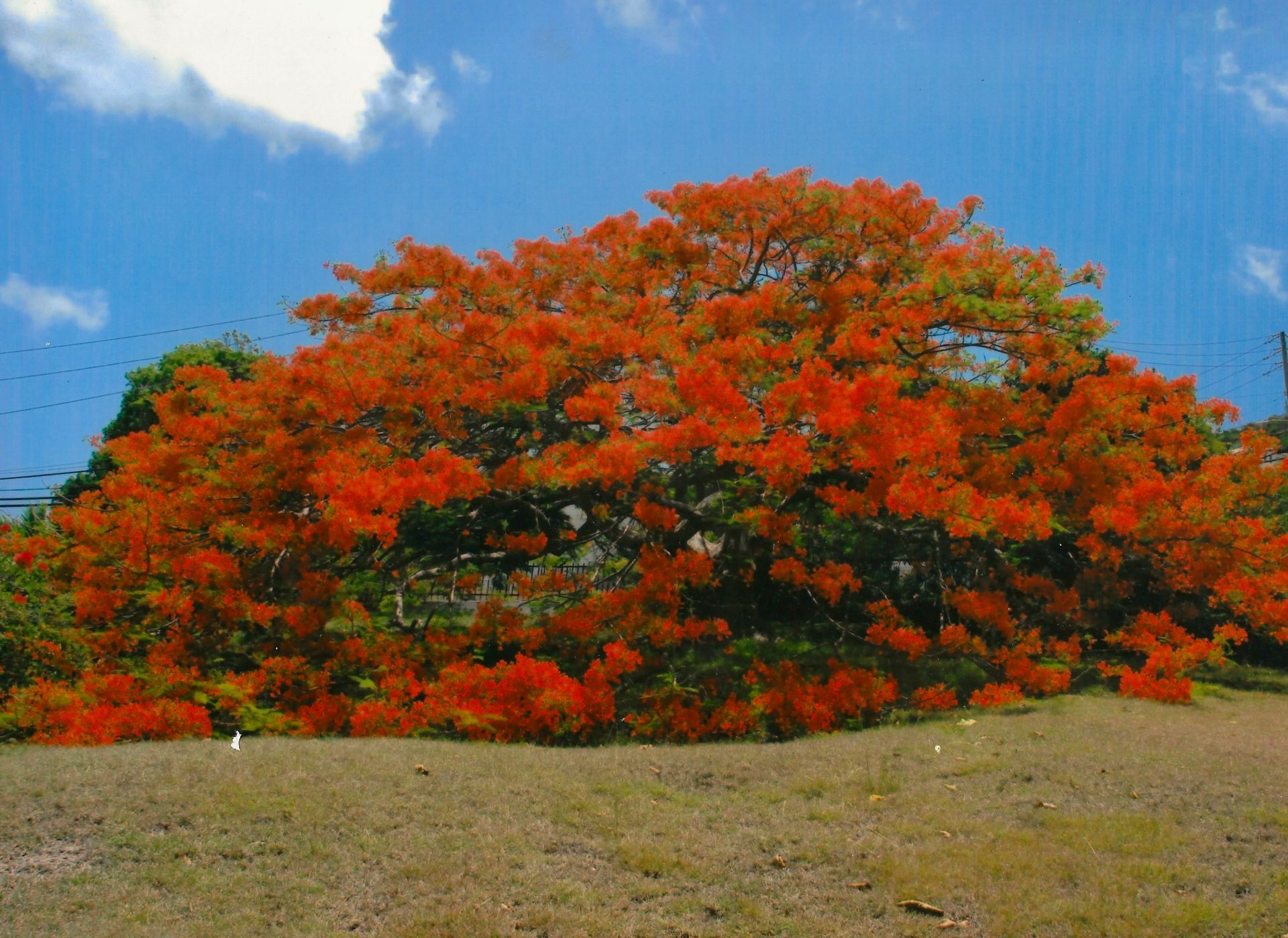 Bright orange Royal Poinciana tree in full bloom against a blue sky, on a grassy hill.