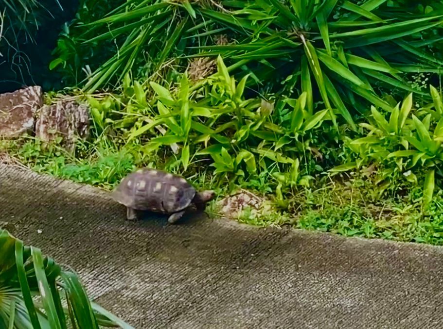 Tortoise on a paved path next to green plants.