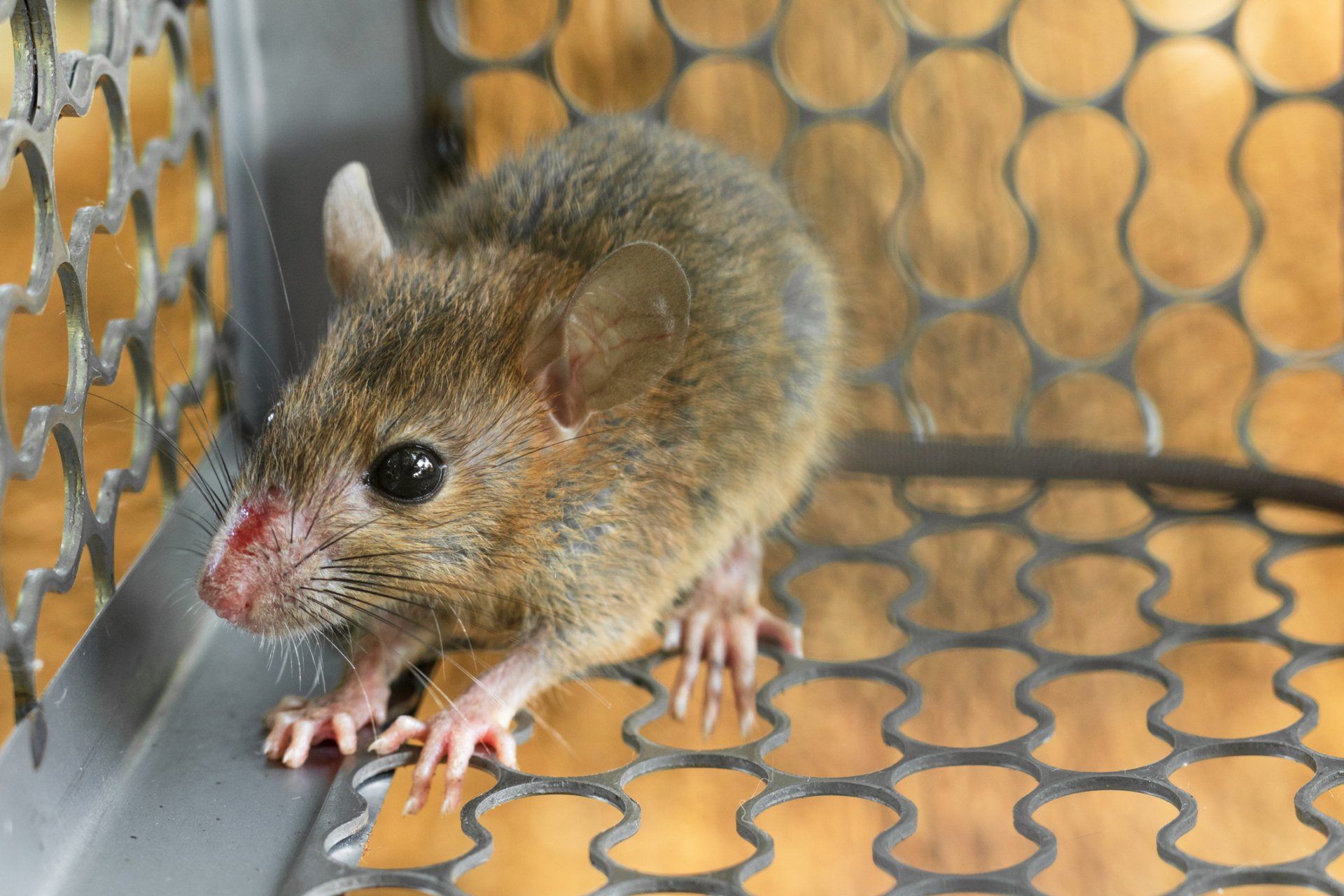 Mice Trapped | Bellingham, WA | Environmental Pest Control