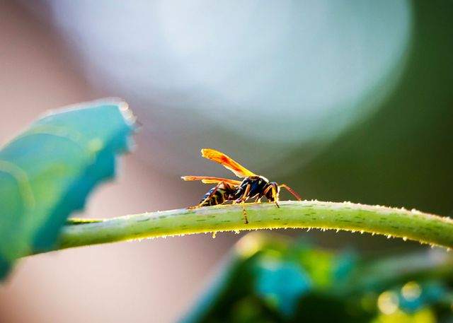 CARPET BEETLES AND YOUR HOME - Pest Control Jupiter