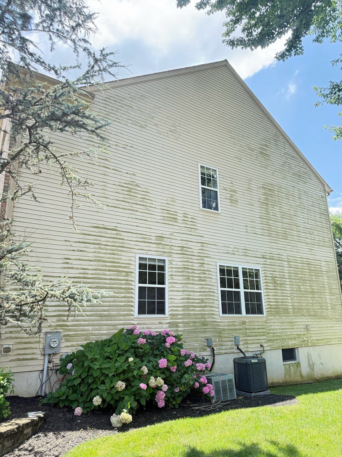 The side of a two-story beige house with green algae growth on the siding, above a garden with pink hydrangea bushes.