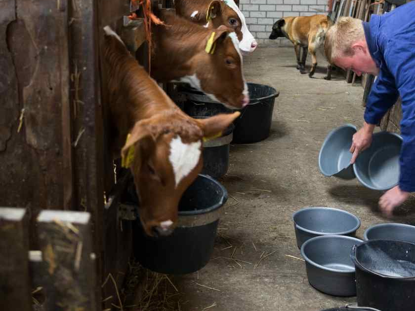 koeien die eten in de stal
