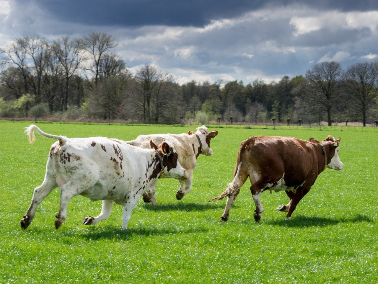 2 koeien rennen door het gras