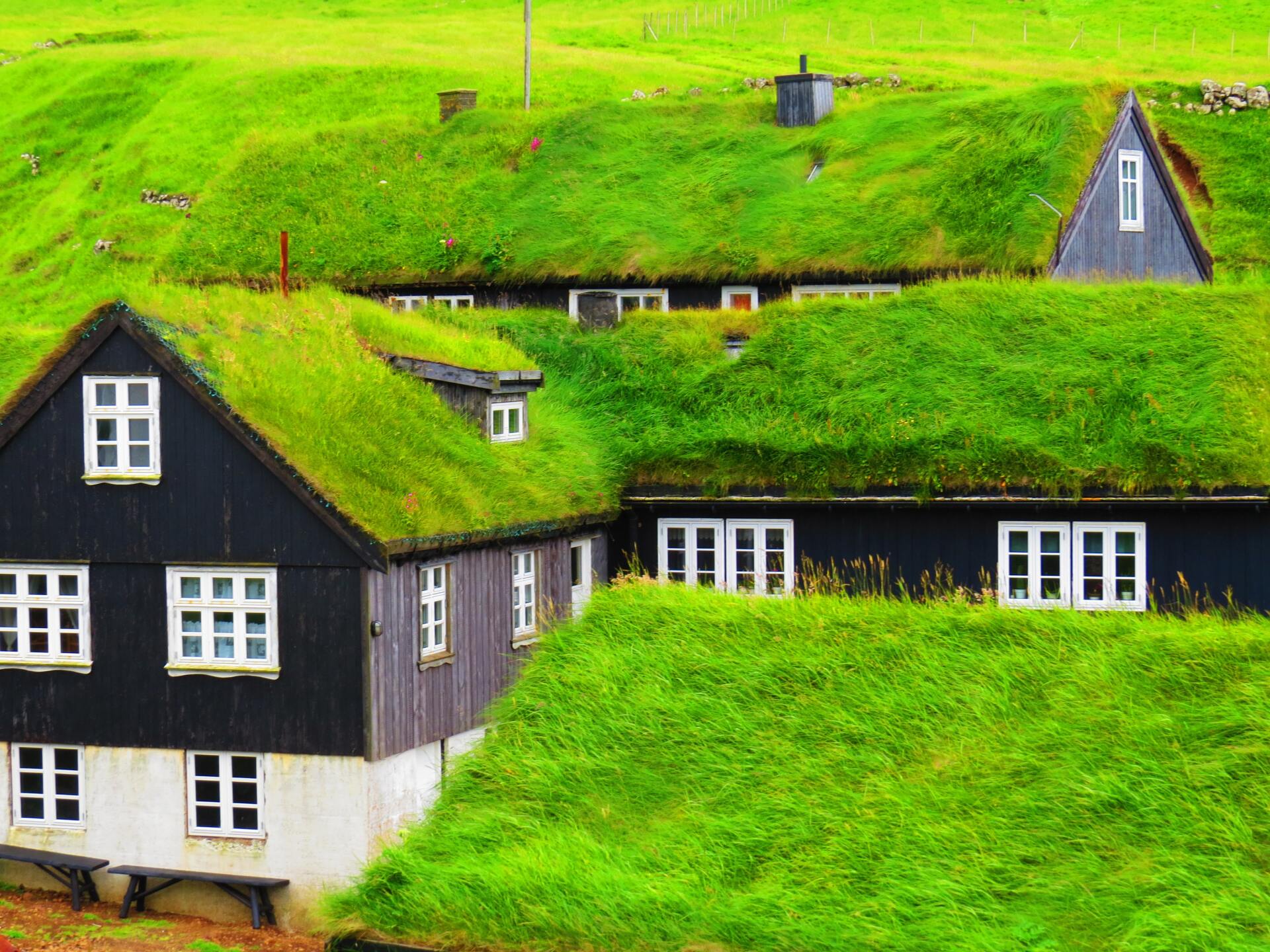 A green roof in Iceland