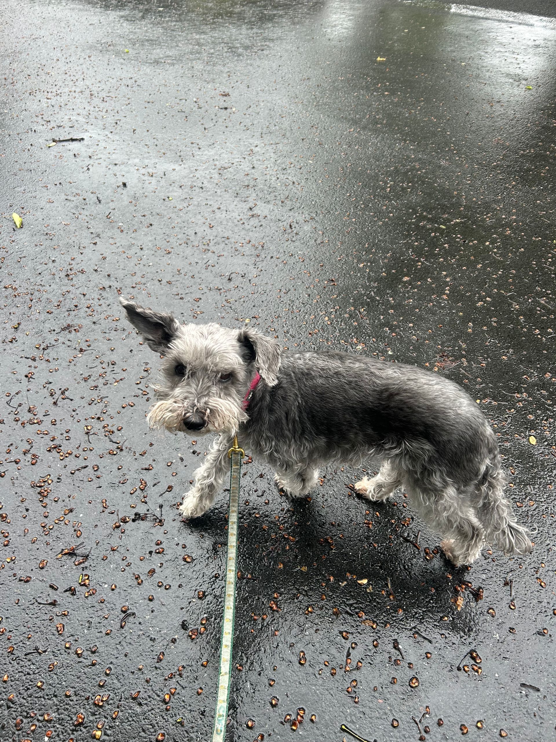 Small black-and-white dog on a leash walking on wet pavement in the rain
