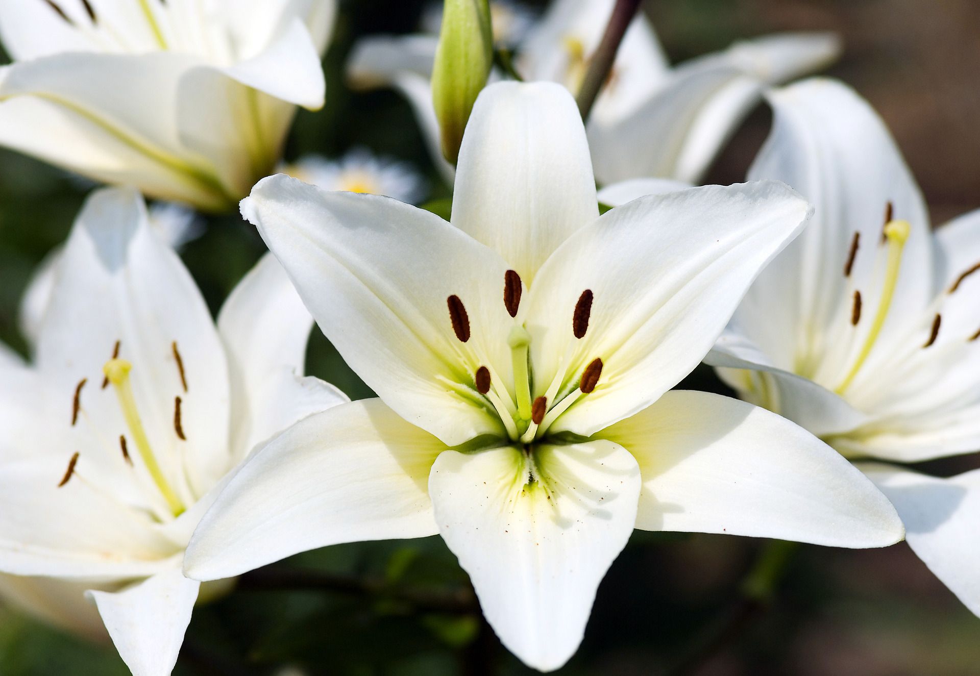 White lilies with yellow centers, outdoors.