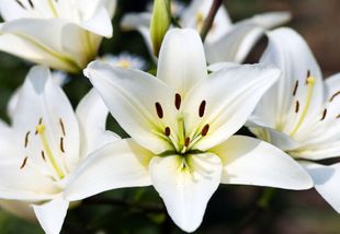 White lilies with yellow centers, outdoors.