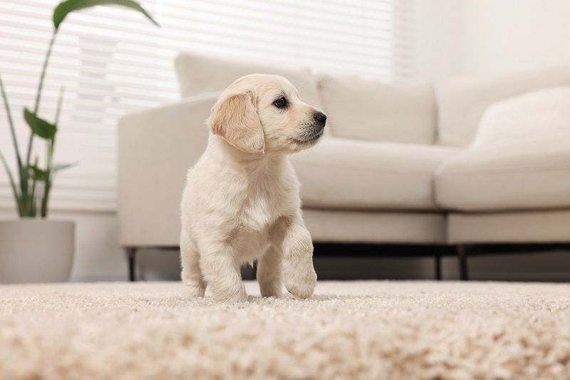 Pet Stain Cleaning Puppy Learning