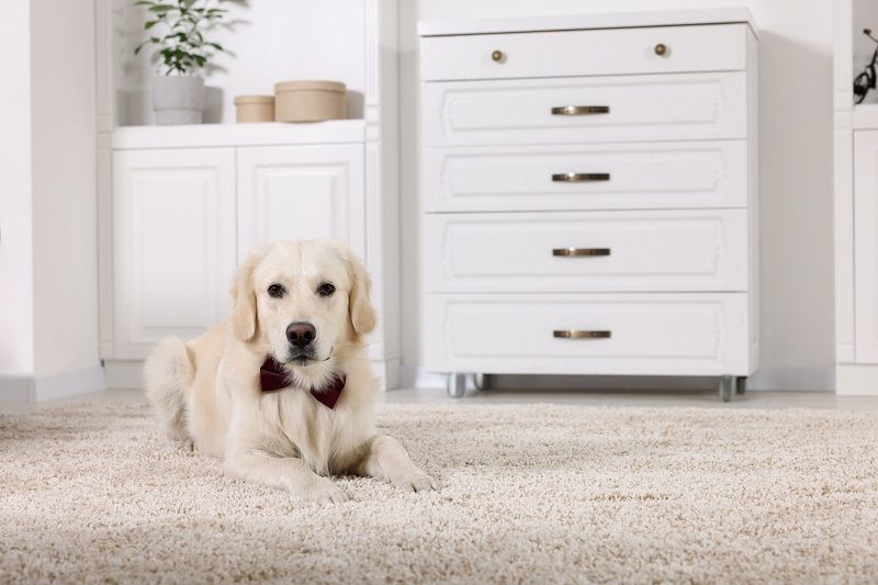 Pet Stain Carpet Cleaning
