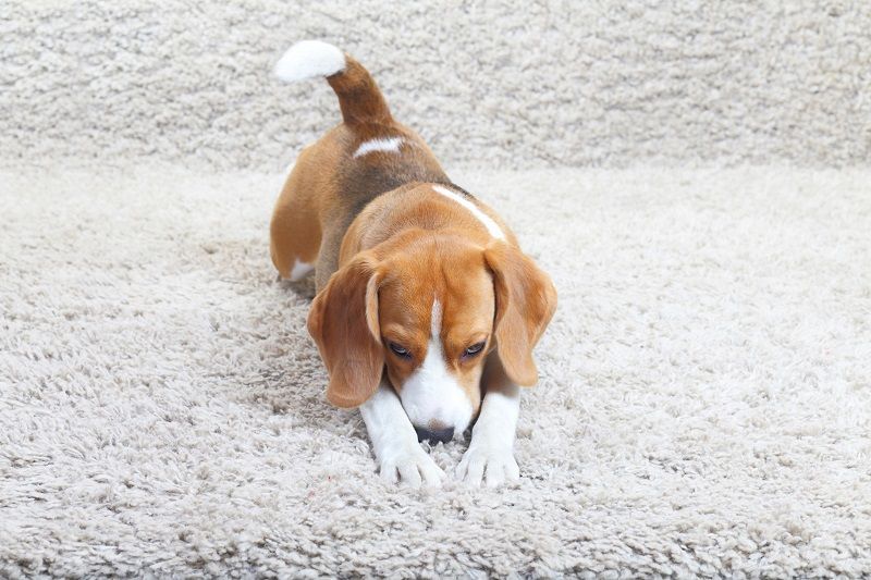 Pet Stain Cleaning Service Professional Carpet Cleaner