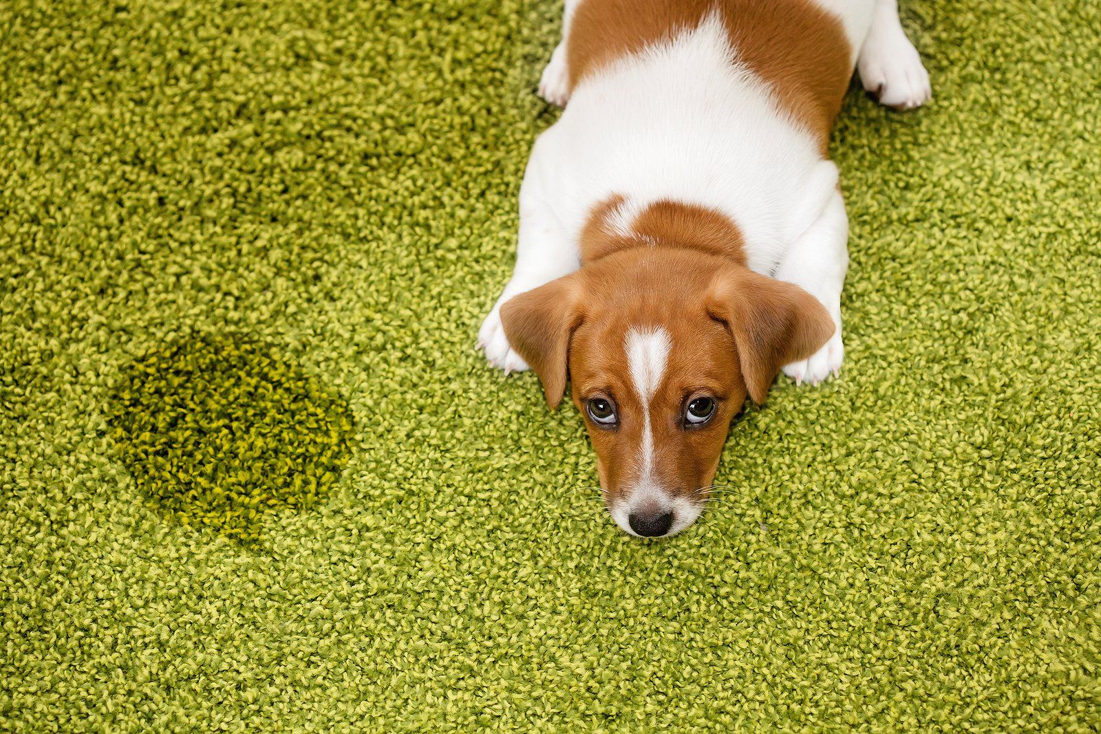 dog on carpet image