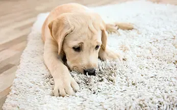 pet odor on carpet