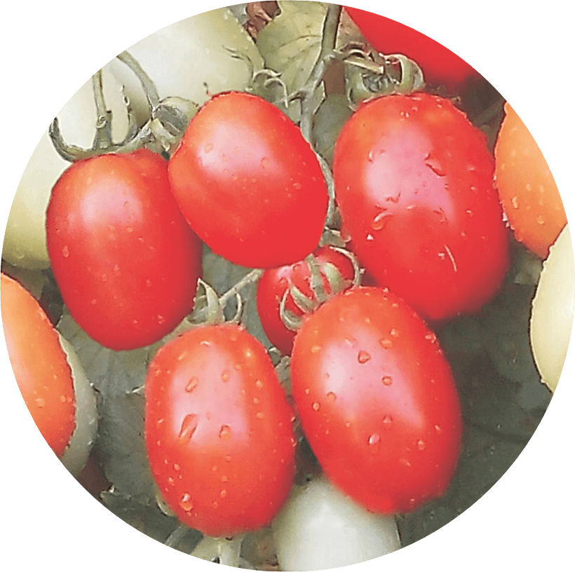 Red, oblong tomatoes with water droplets on green vines, in a circular frame.