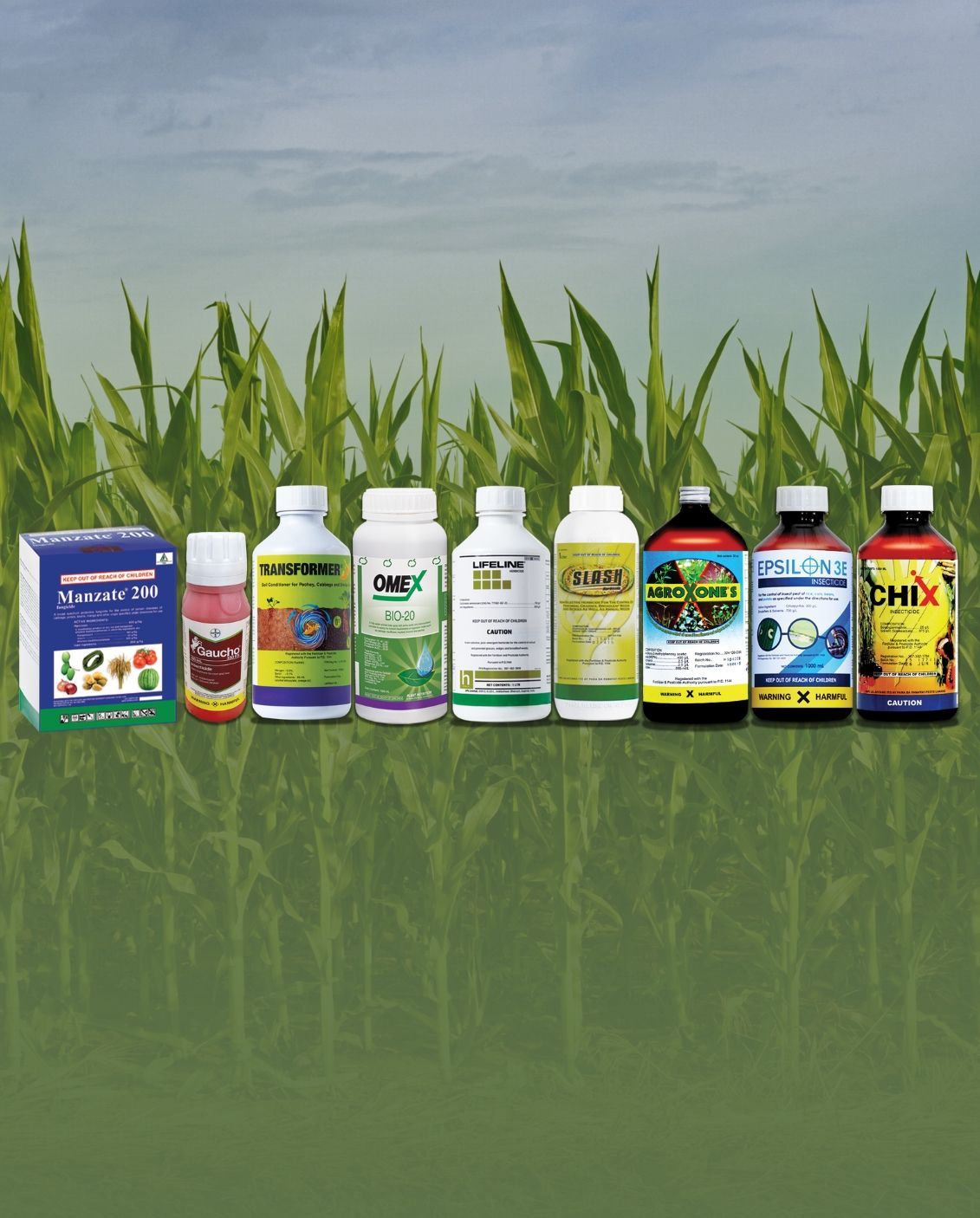 Hands of farmer peeling corn on the cob in a field.