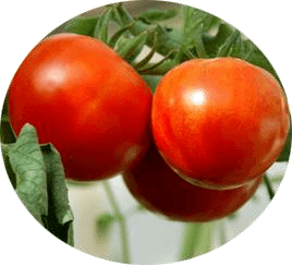 Dianne Tomato