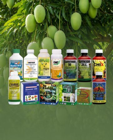 Two green mangoes hanging from a branch, surrounded by green leaves, sunlight.