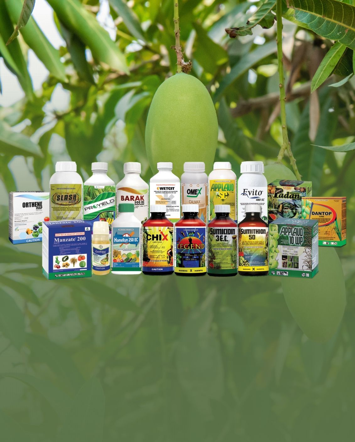 Two green mangoes hanging from a branch, surrounded by green leaves, sunlight.